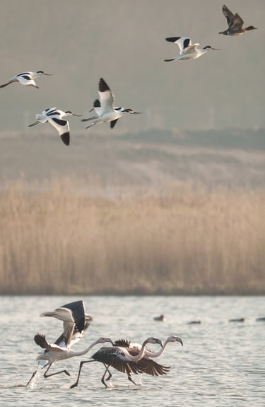 Natuurfotografie, flamingo's in de Nieuwe Driemanspolder