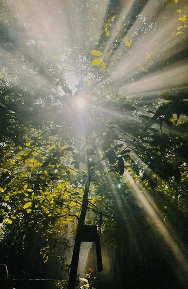 Morning sunlight streaming through the forest trees at Saigon Garden Homestay.