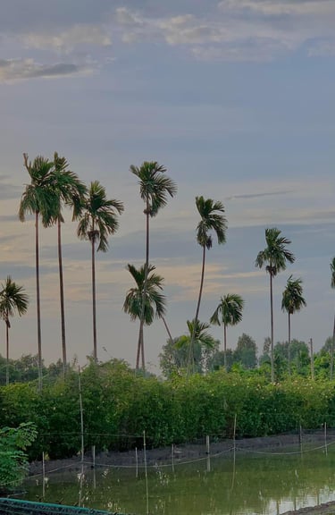 Rows of tall palm trees and a pond beside tropical gardens.