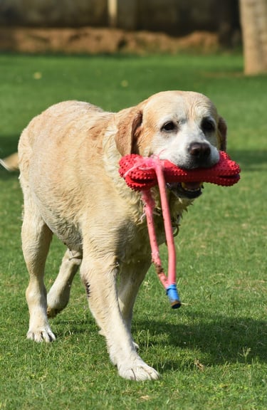 Dog Boarding, Dog Boarding near me, Pet Boarding, Pet Boarding near me, Dog Care, Happy Pettings