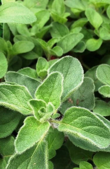 greek oregano