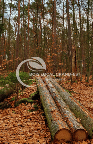 troncs tombés dans une foret