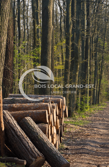 une foret avec un tas de troncs