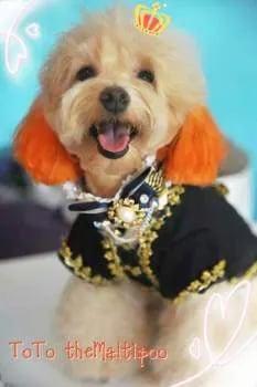 smiling puppy wearing a versace