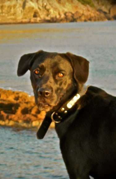 Comunicación animal a distancia: perro negro, reflejando el vínculo intuitivo entre humano y animal