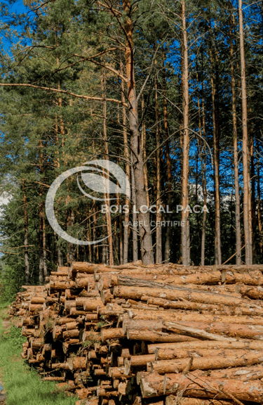 une pile de bûches dans une forêt