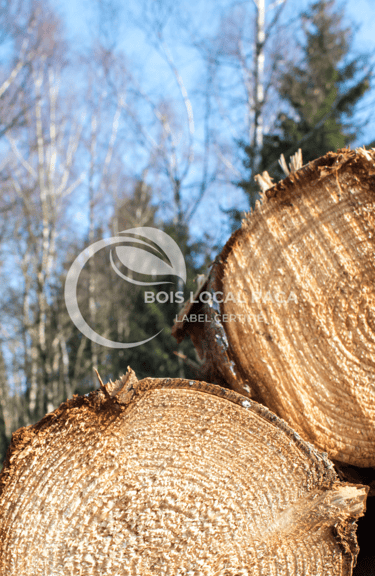 gros plan sur des troncs d'arbres coupés