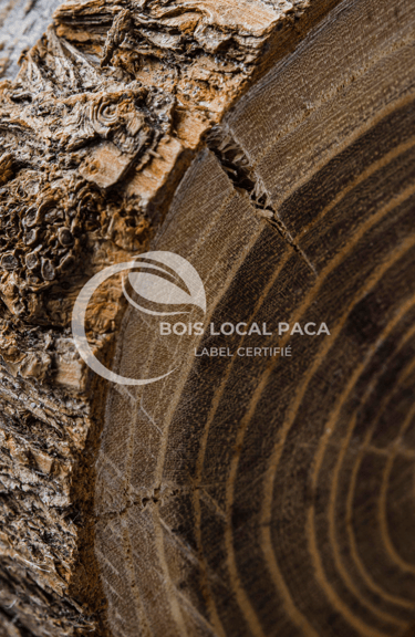 un gros plan sur un tronc