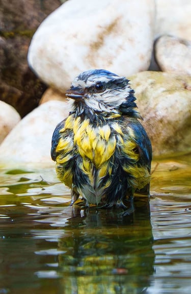 Blaumeise badet im Wasser eines Gartenteichs