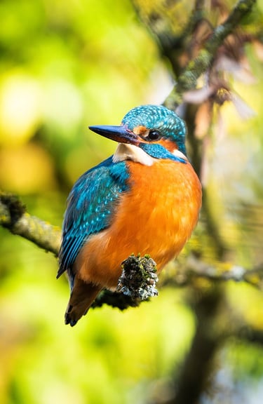 Eisvogel im Frühlingslicht vor farbenfrohem Hintergrund.