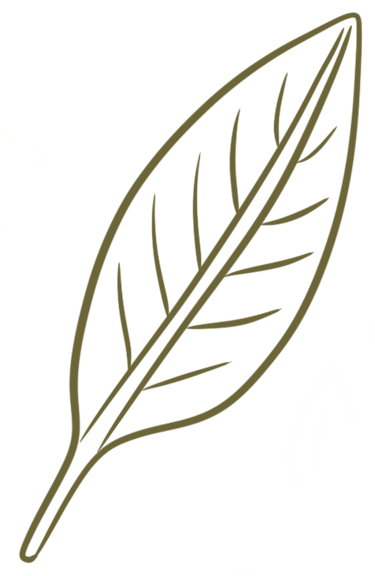 Dessin d’une feuille