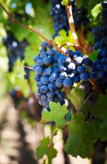 harvest-red-grapes