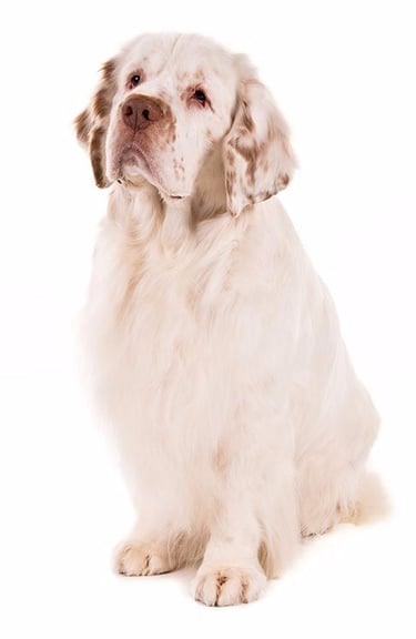 25 Best Dog Breeds for Highly Sensitive People (HSP)