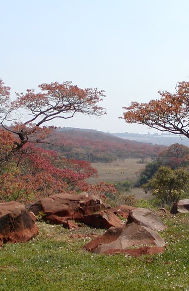 A view from an African garden overlooking  Red Msasa trees and the veldt beyond