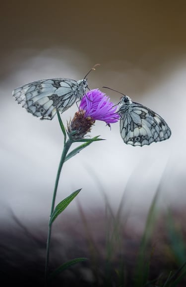 two butterflies on a flower with a sky background
