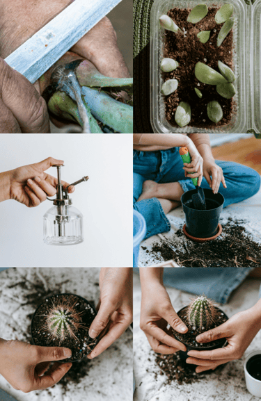 How to propagate plants by leaf cuttings