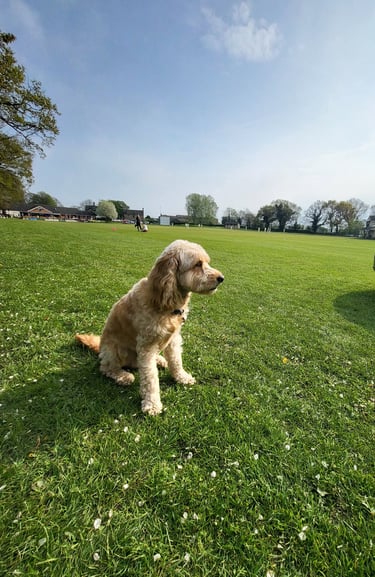 Dog Sitting in Leeds