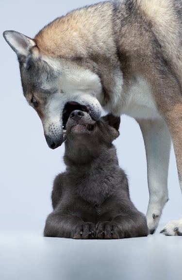 Photographie canine studio finistère brest