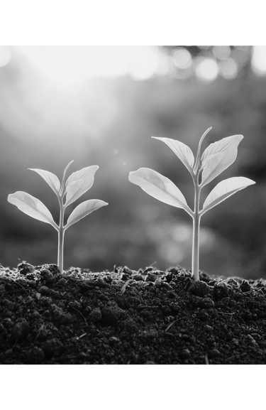 Growing wealth, family, and investment options