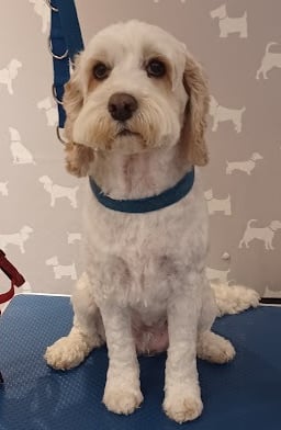 Cockapoo on a dog grooming table after being groomed.