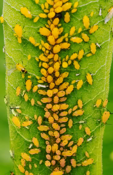 Yellow Aphids on a leaf