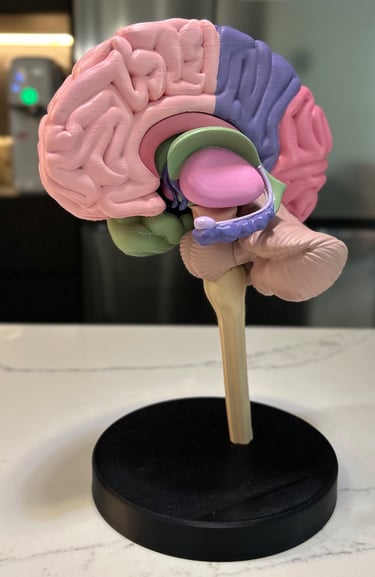 model of a brain