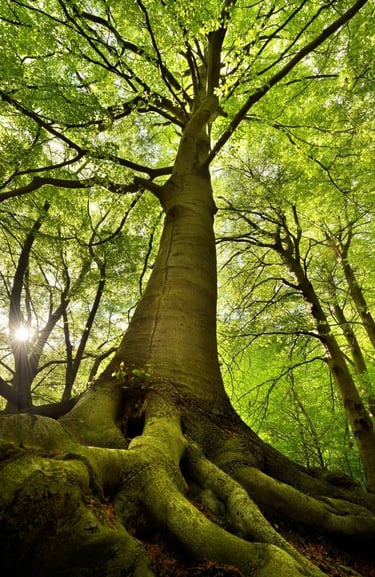 arbre majestueux