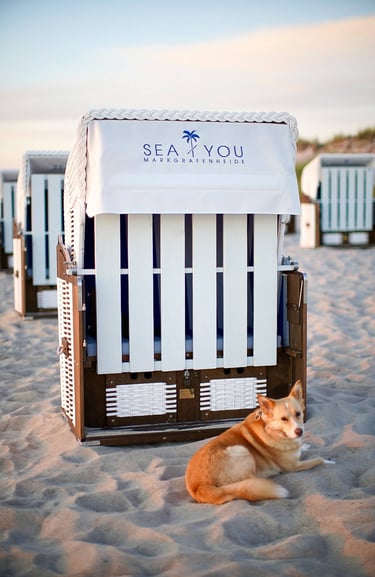 Ein Hund vor einem Strandkorb