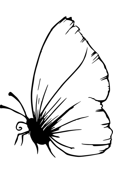 Butterfly black and white drawing