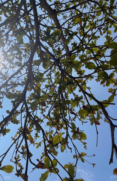 a tree with leaves and branches on a sunny day