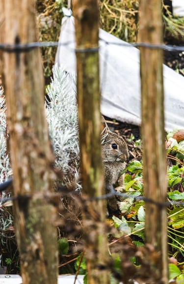 A wild brown rabbit peeking through a rustic wooden garden fence near green plants.