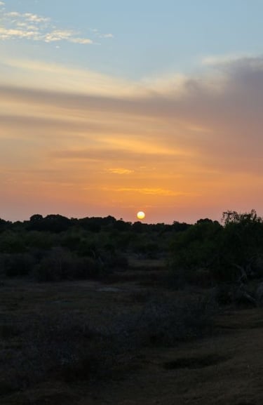yala-national-park-alba