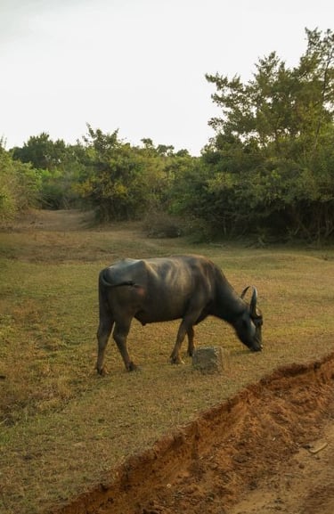 yala-national-park-bufalo