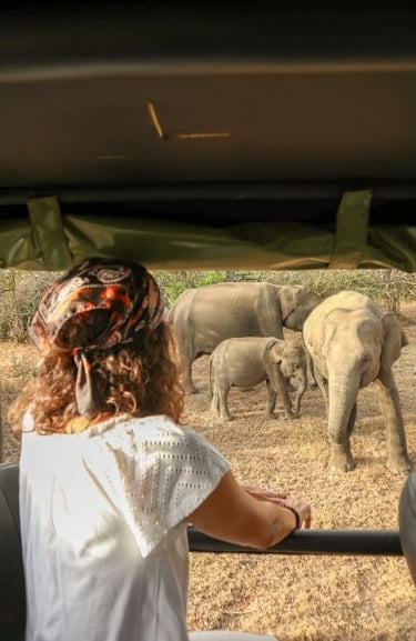 yala-national-park-elefante