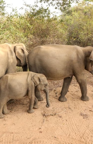 yala-national-park-elefanti-famiglia