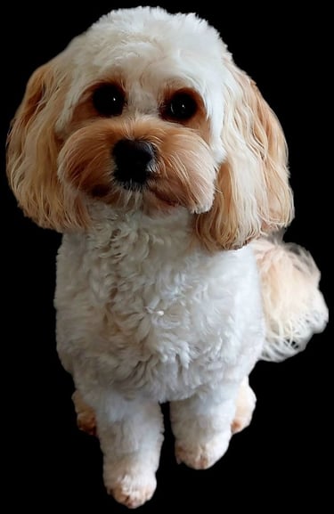 Cavoodle Full Grown