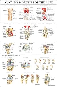 Anatomy & Injuries of the Knee