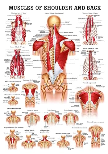 muscles of the shoulder and back