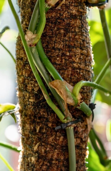 how to use a moss pole for indoor plants showing climbing houseplant attached to moist moss pole