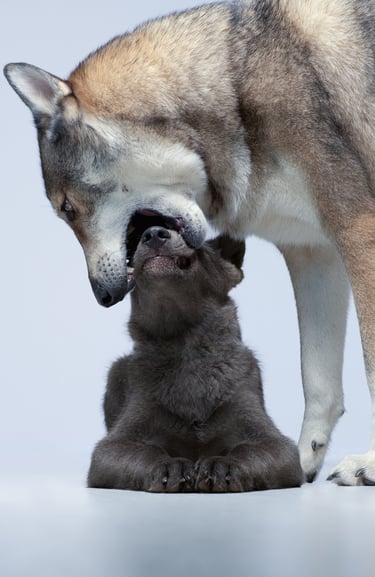 Photographie canine studio finistère brest