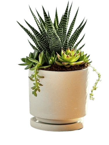 Minimalist Potted Green Plant for Kitchen Freshness and Style