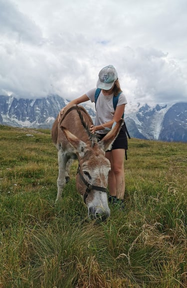 Manipulation ostéopathique Pays Basques, Formation ostéopathique, Ostéopathie animale