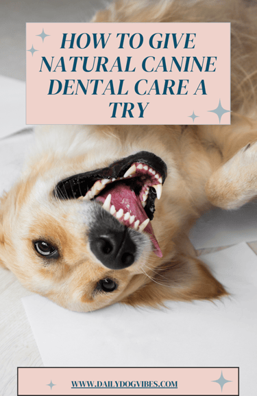 how to give natural canine dental care a try