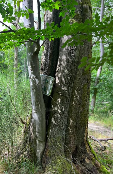 Vergroeid bordje van wandel- of fietsroute in boom langs het pad in het Hürtgenwald.