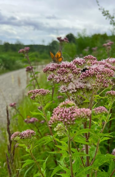 Vlinder en bij op zomerse bloemen, met wazig grindpad op de achtergrond in zonlicht.