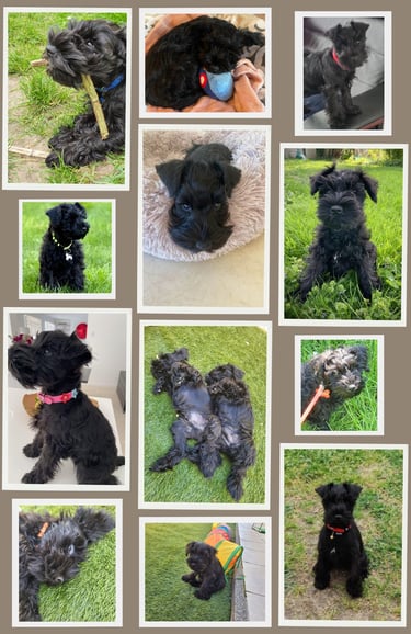 Chiots schnauzers nains noirs