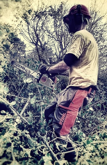 abattage arbre jardin entretien nantes