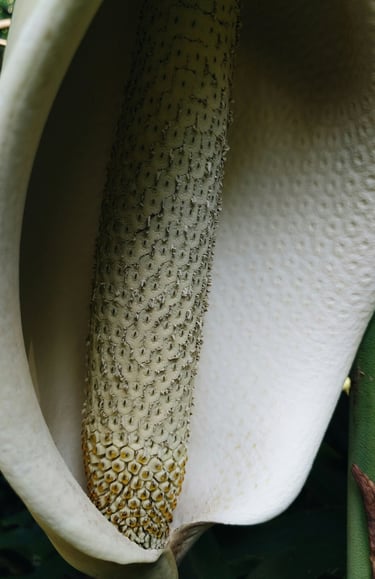 Close up of a Monstera deliciosa flower (inflorescence) and spadix