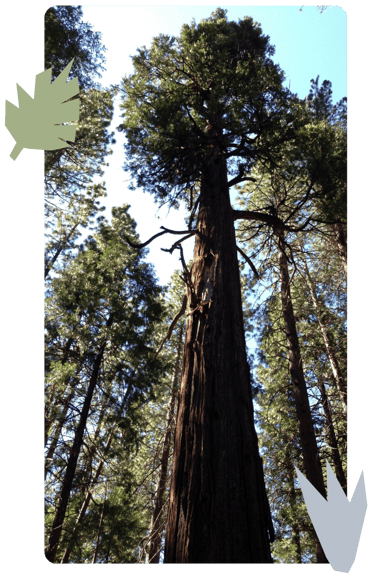 Redwood tree with woodcuts of leaves and grass overlaying it.