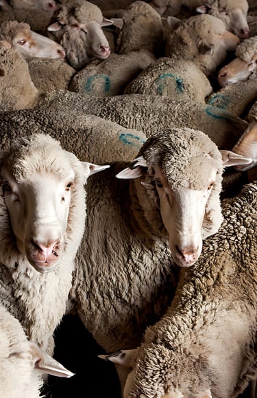 A flock of Australian sheep being transported by truck at Maalem Barka Company.